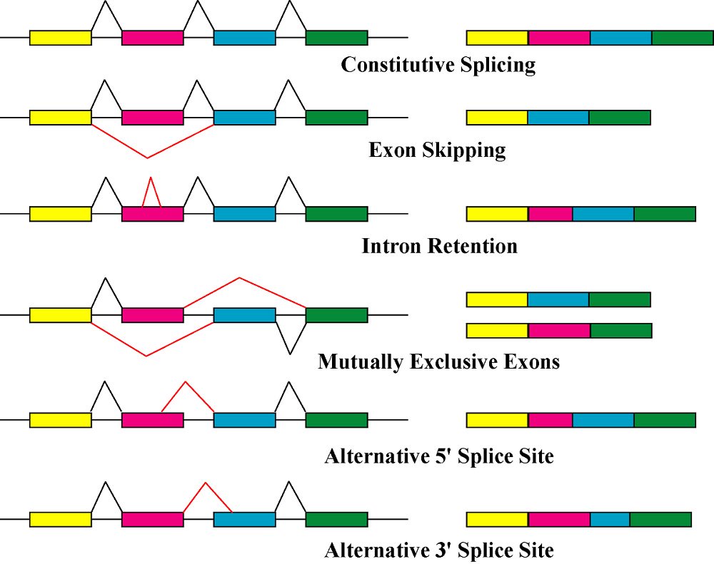 alternative splicing