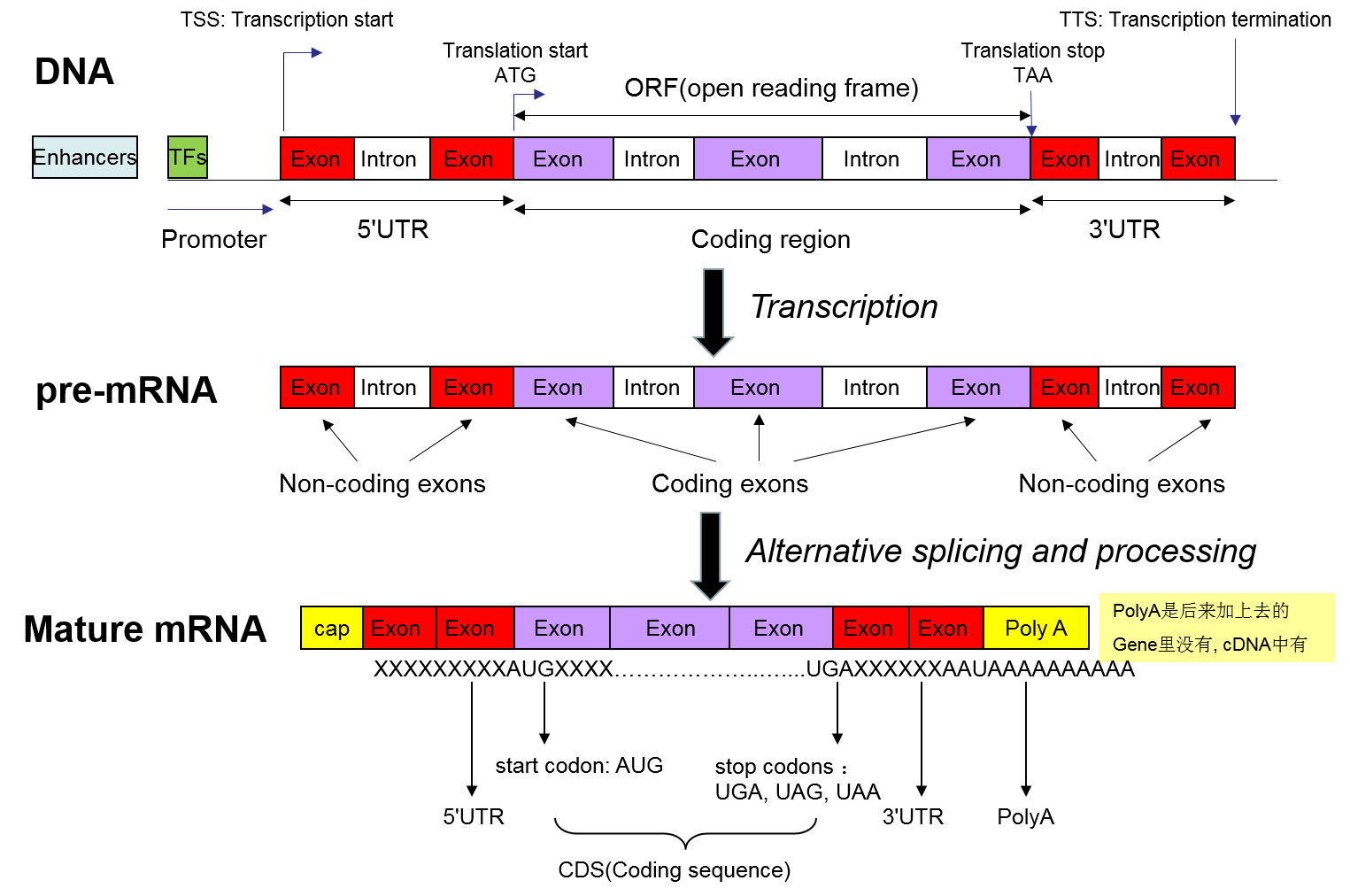 1-the-structure-of-a-gene-and-the-control-of-gene-expression-in