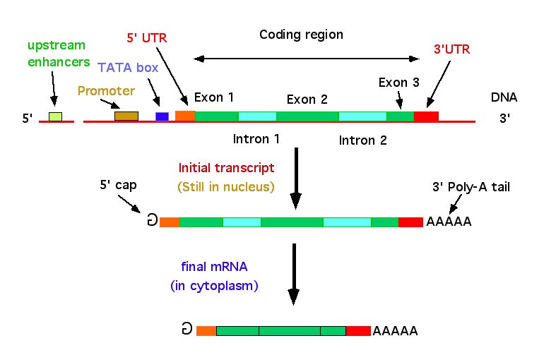 Gene structure